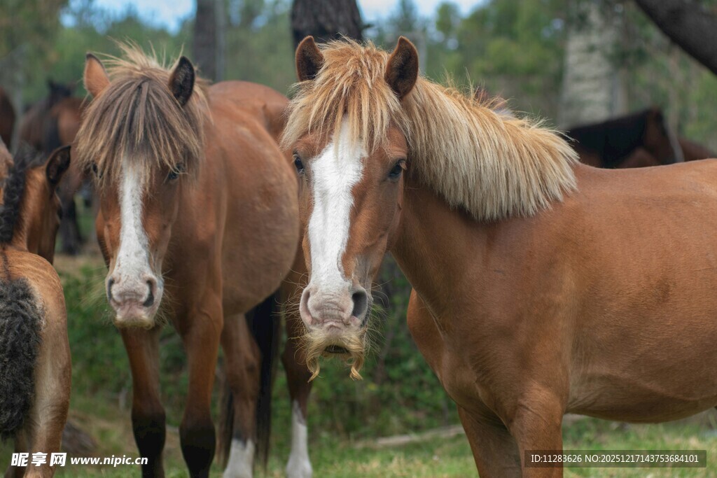 草原上的几匹骏马