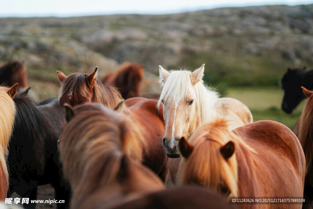 群马聚集的美丽场景