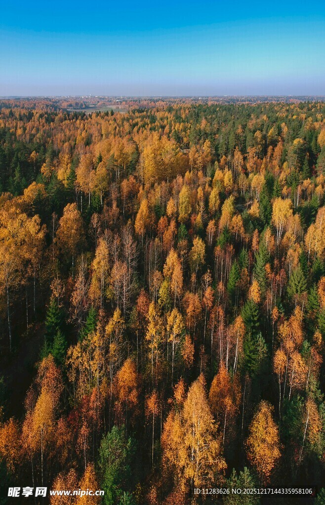 秋日森林俯瞰美景