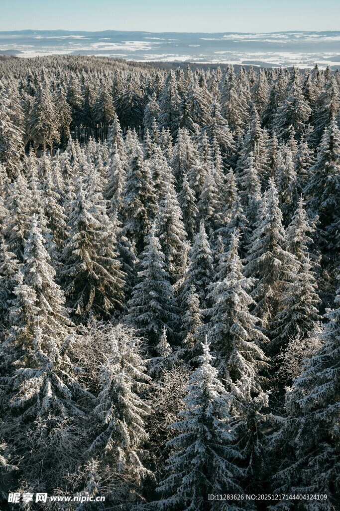 冬日雪覆森林壮丽景观