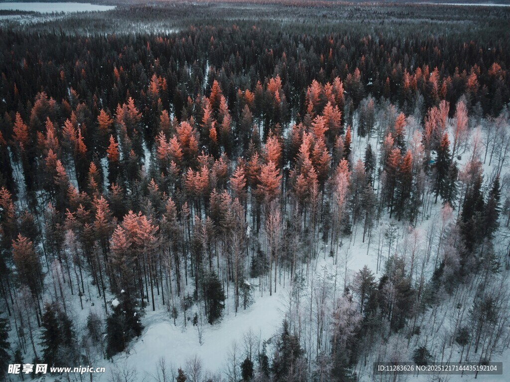 冬日雪覆红林美景