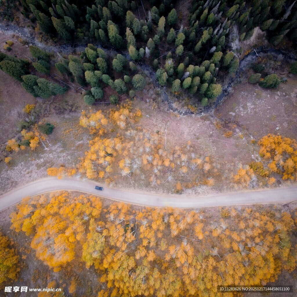 秋日林间蜿蜒小路美景