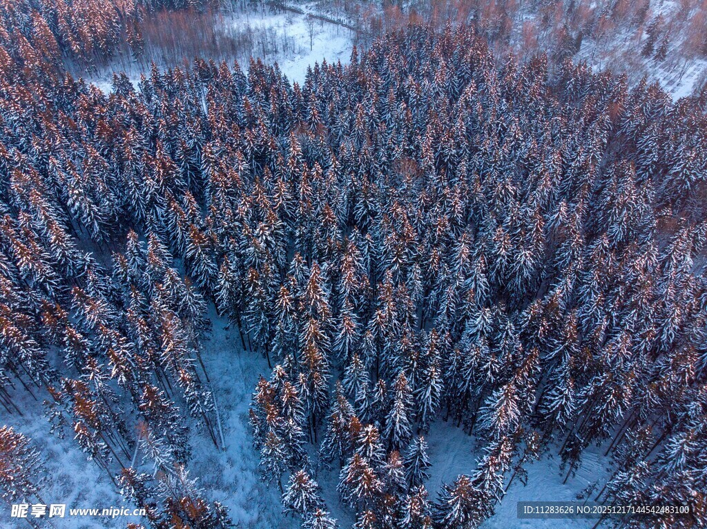 冬日雪覆森林俯瞰美景
