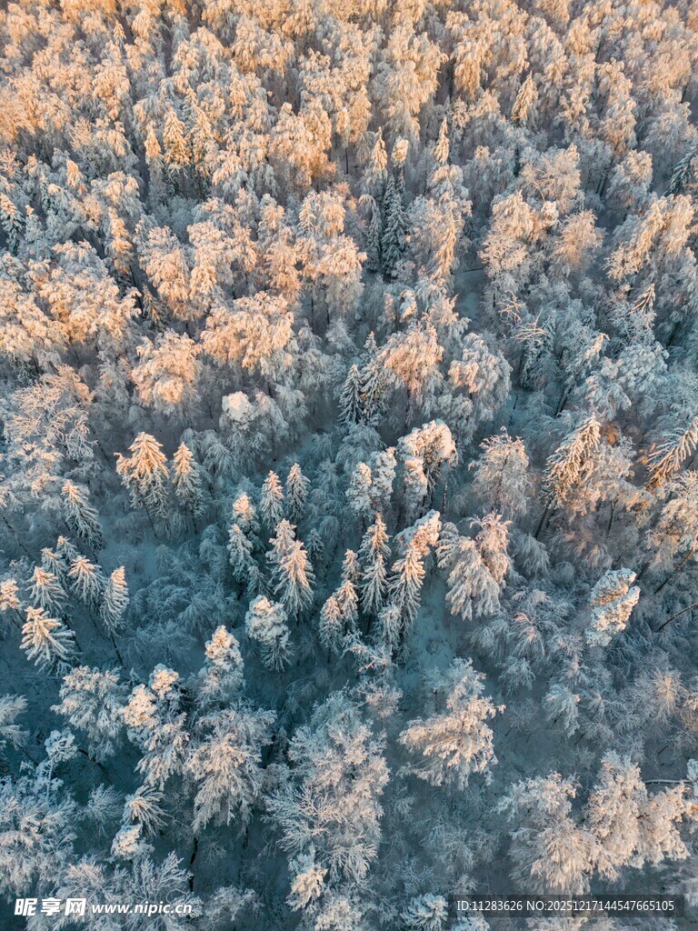 冬日雪覆森林鸟瞰美景