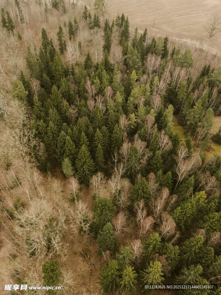 俯瞰茂密森林景观