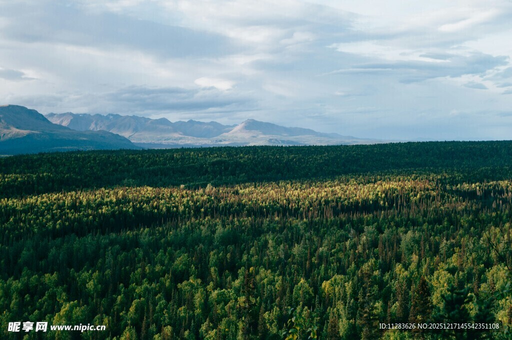 广袤森林与远处山峦景观