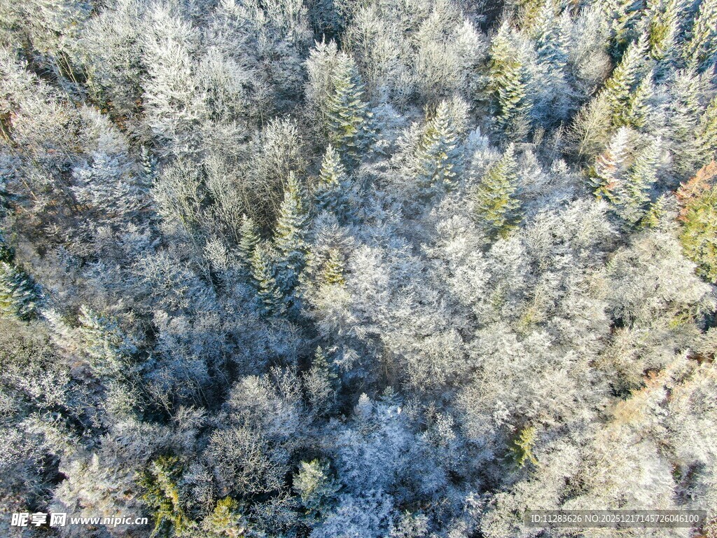 冬日雪覆森林鸟瞰美景