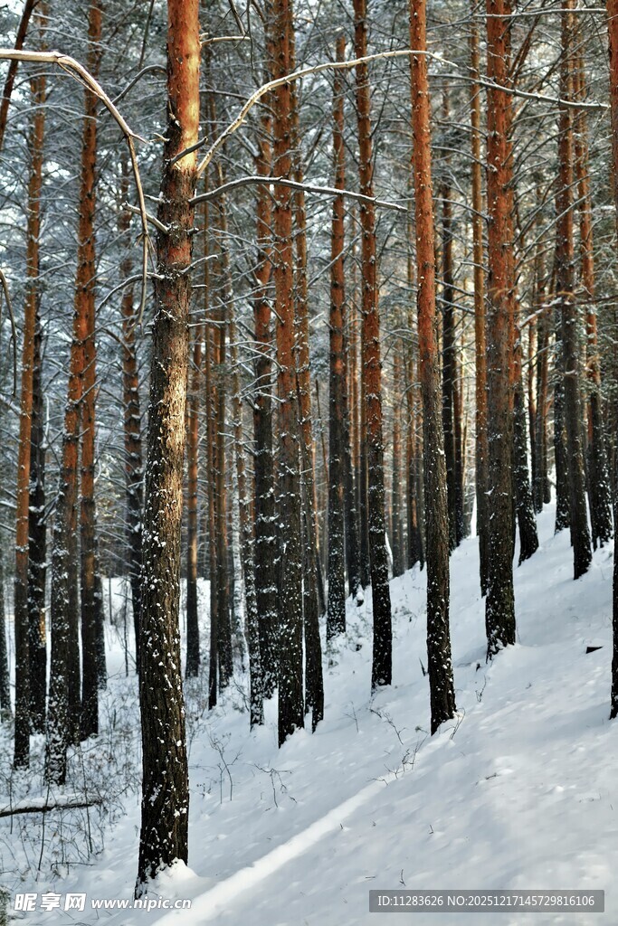 冬日雪覆松林美景