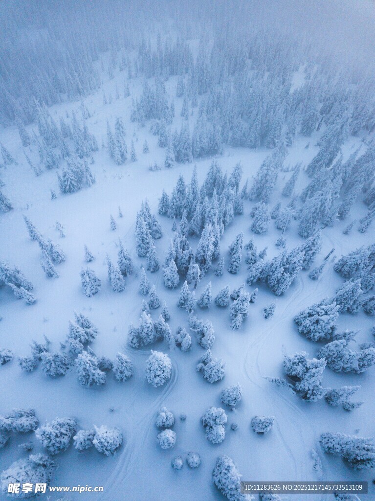 冬日雪景的静谧森林