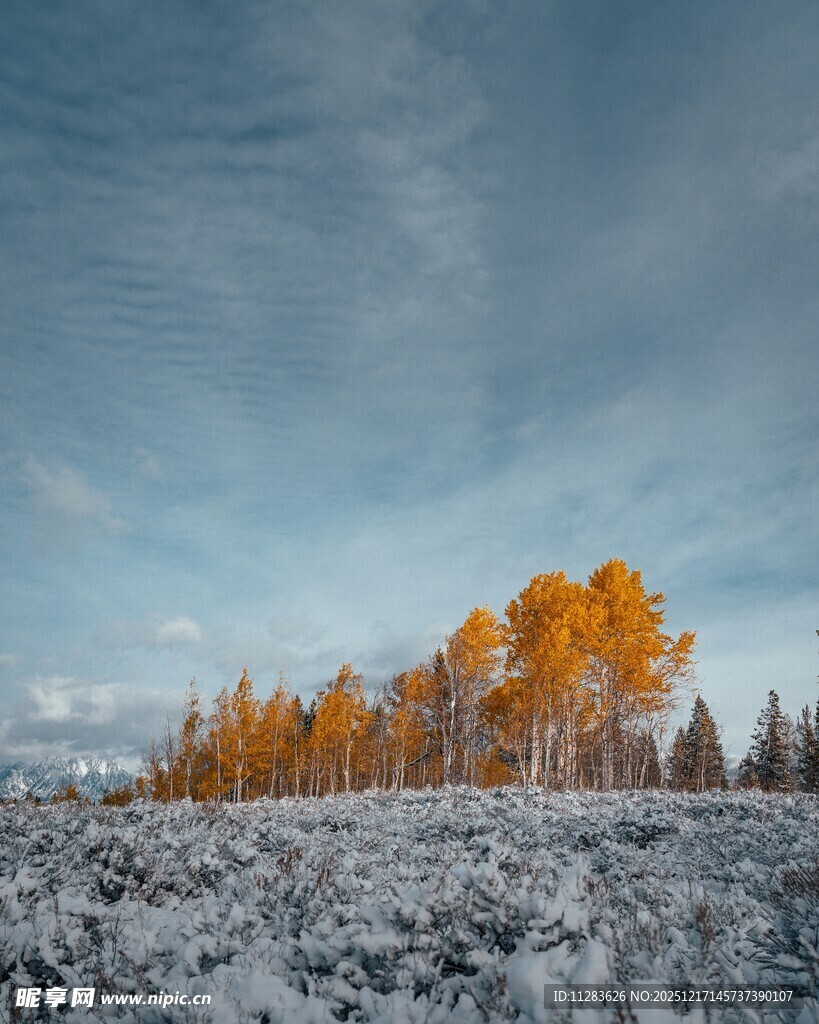 雪野中的金黄树林