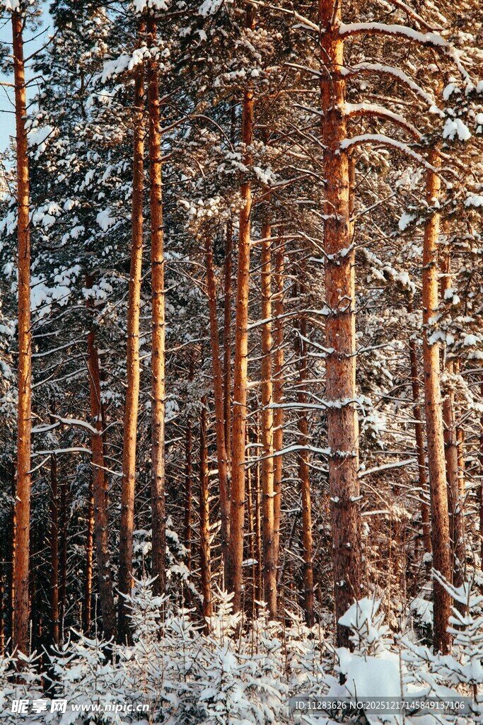 冬日雪覆的松树林景观