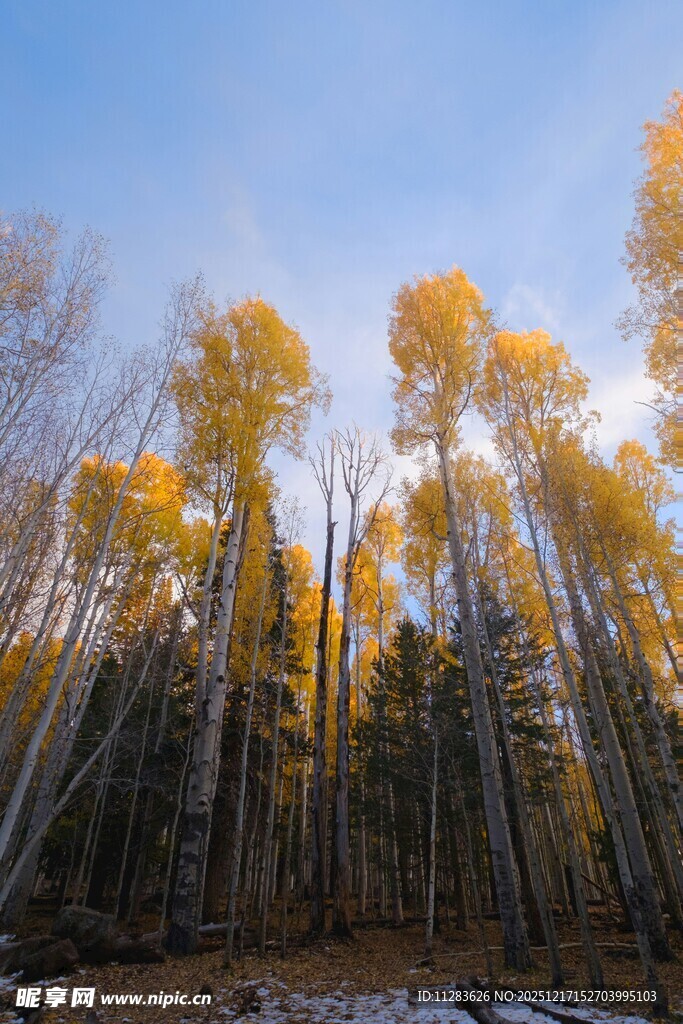 秋日山林美景