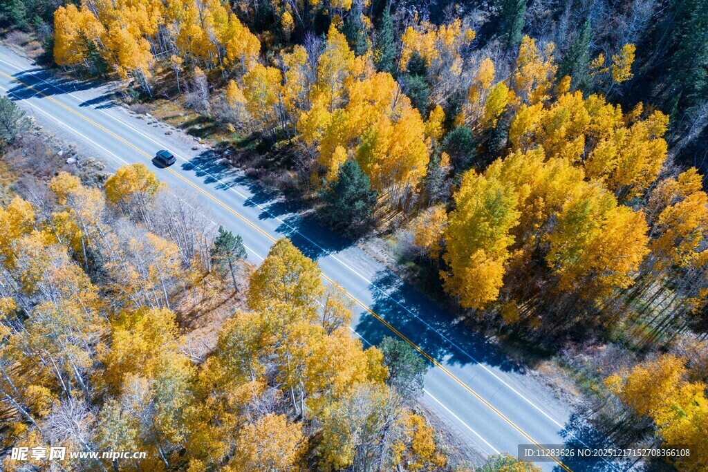 秋日林间公路美景