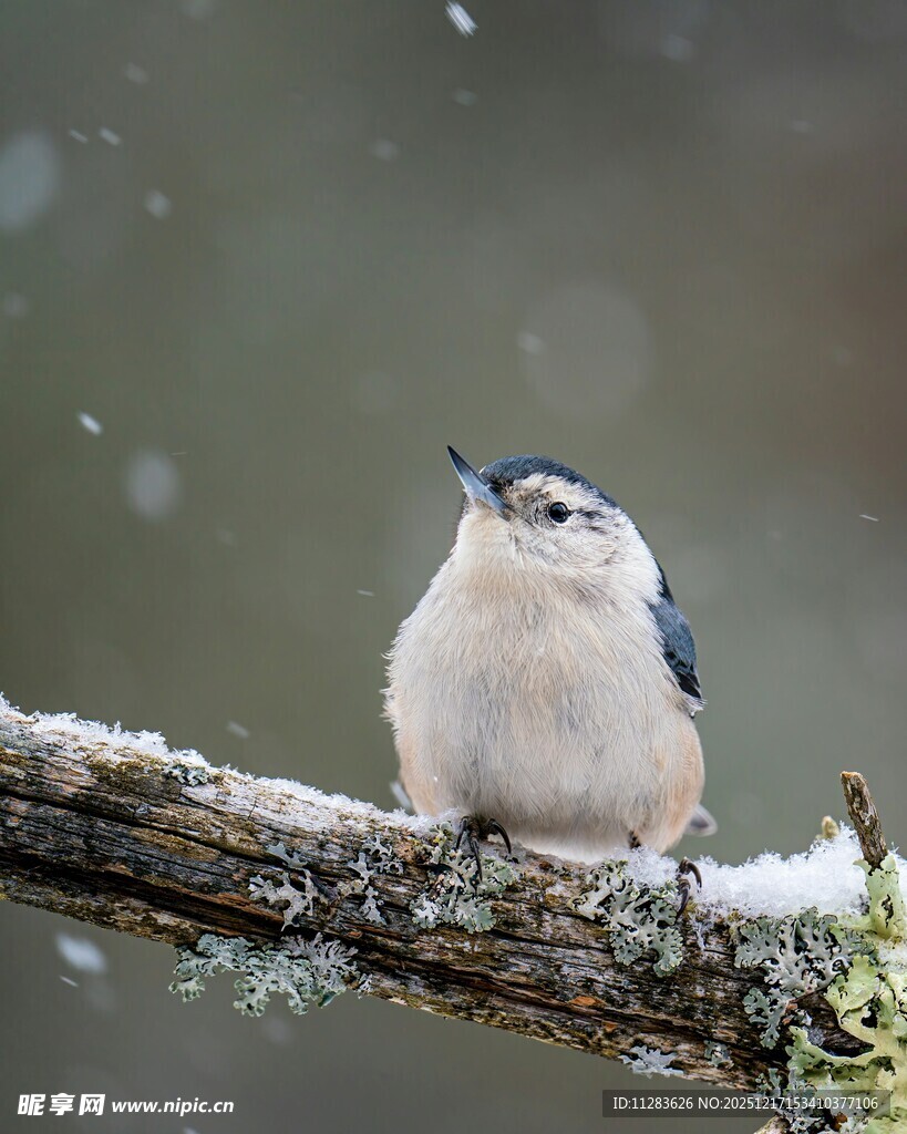枝头雪中小鸟