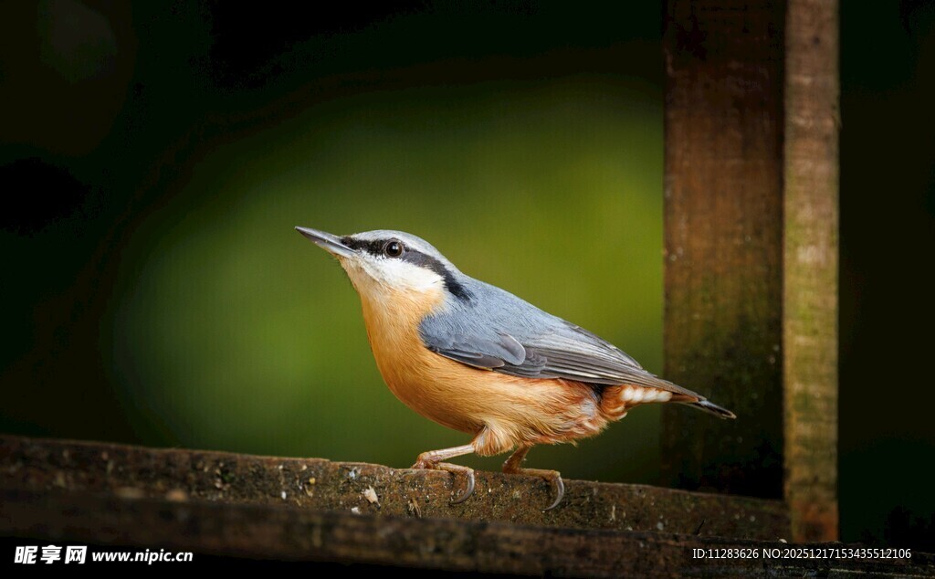 栖息枝头的彩色小鸟