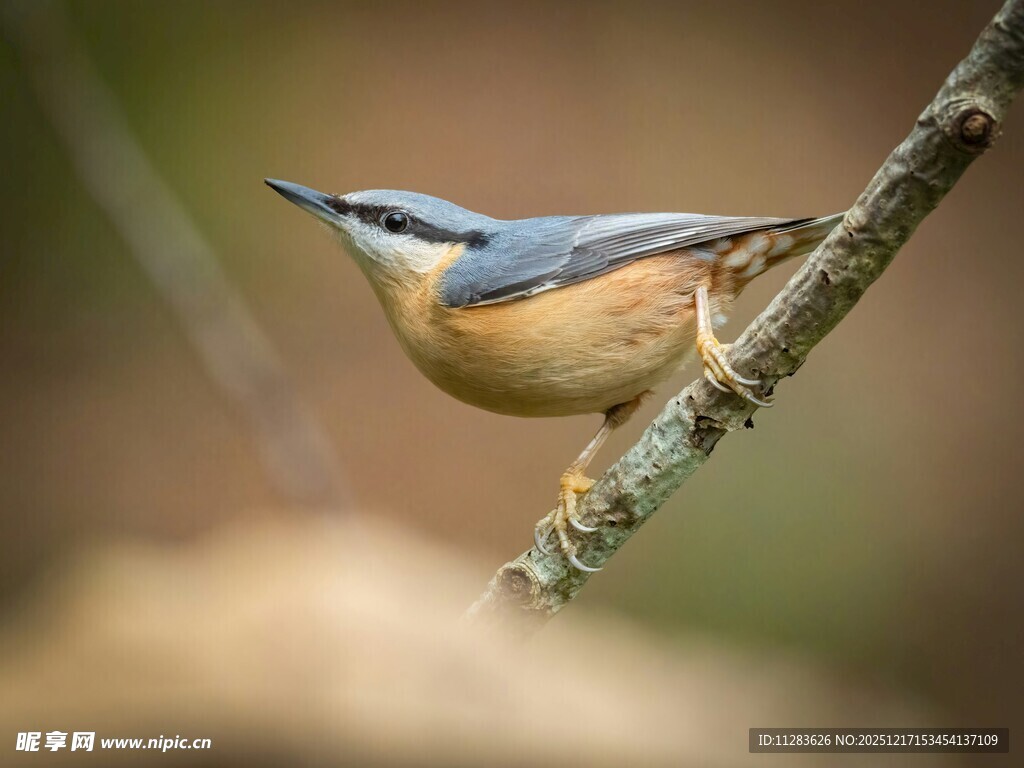 枝头的五彩小鸟