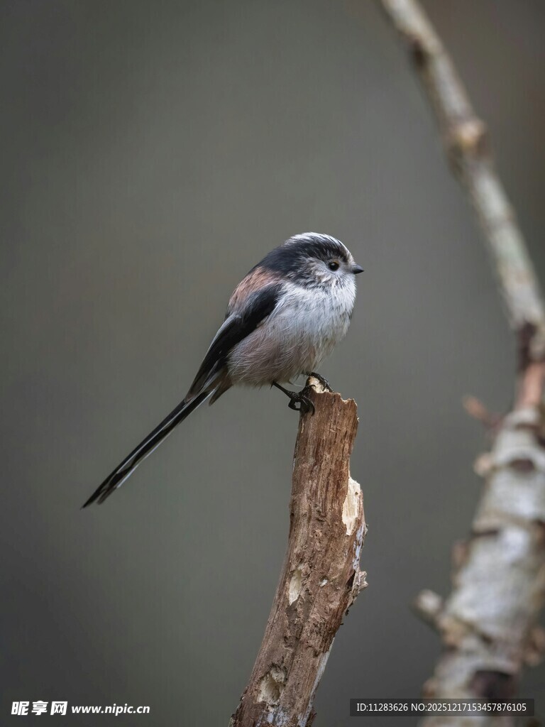 枝头长尾小鸟特写