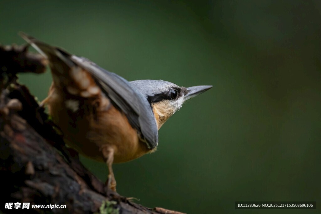 栖息于枝头的美丽小鸟
