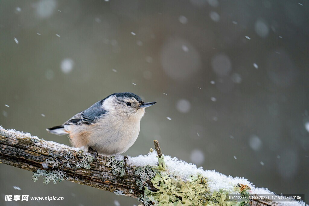 雪中枝头的小鸟