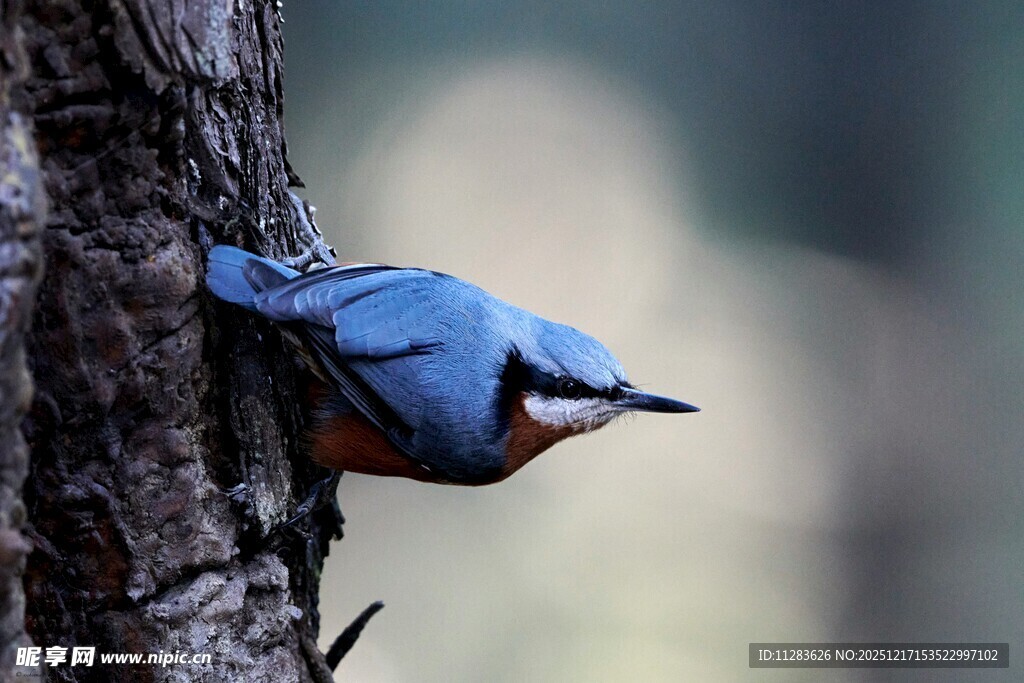 蓝雀栖息树干特写