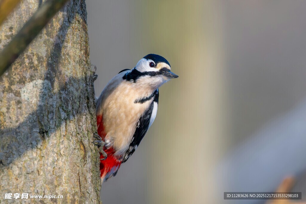 啄木鸟栖息树干瞬间