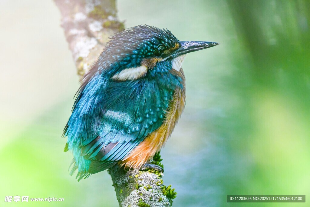 栖息枝头的翠鸟