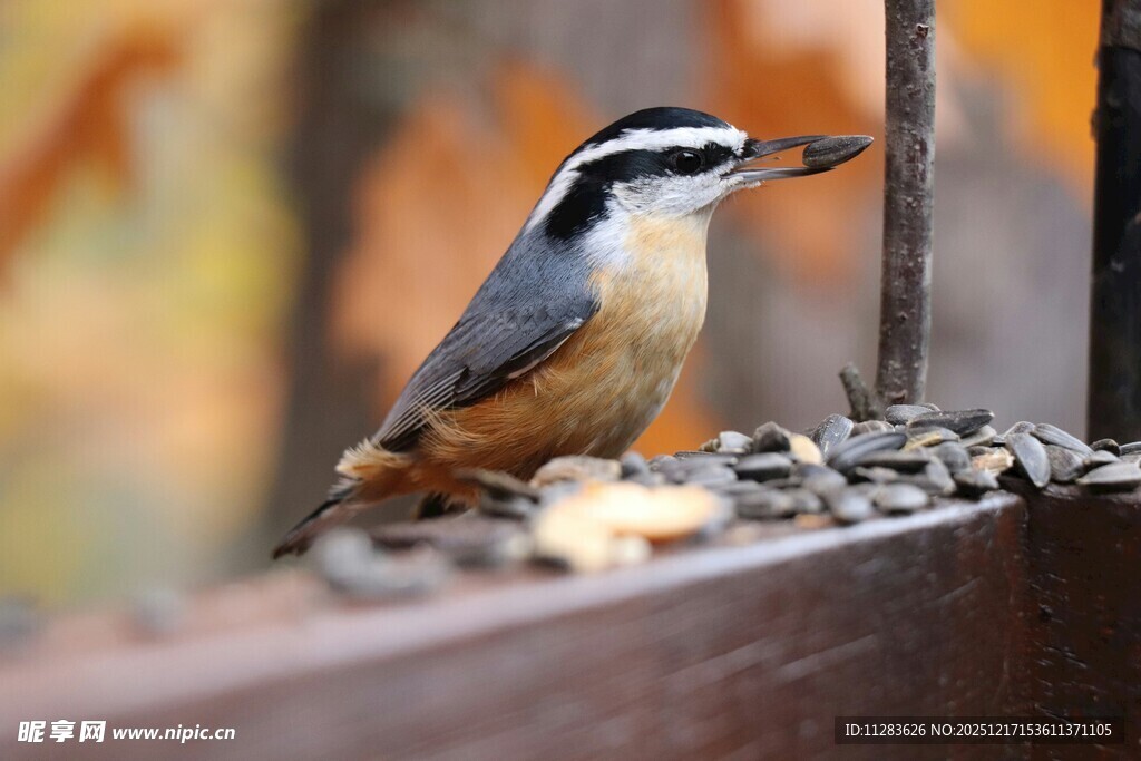栖息于木栏的美丽小鸟