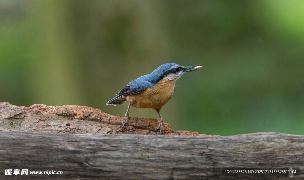 蓝羽小鸟立于树干上