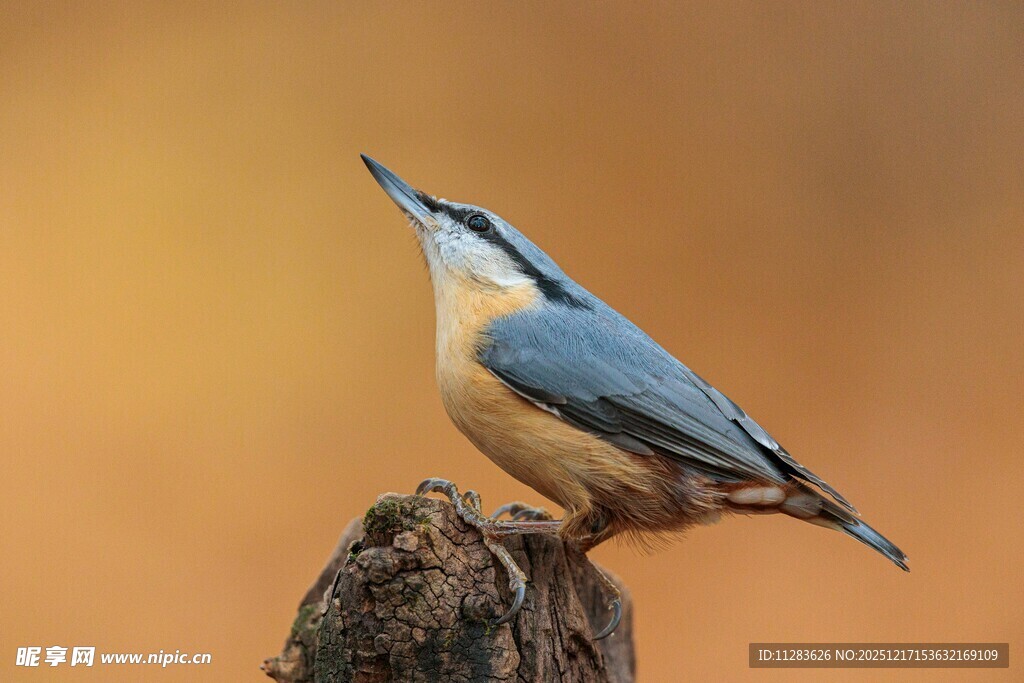 蓝雀立于树桩上