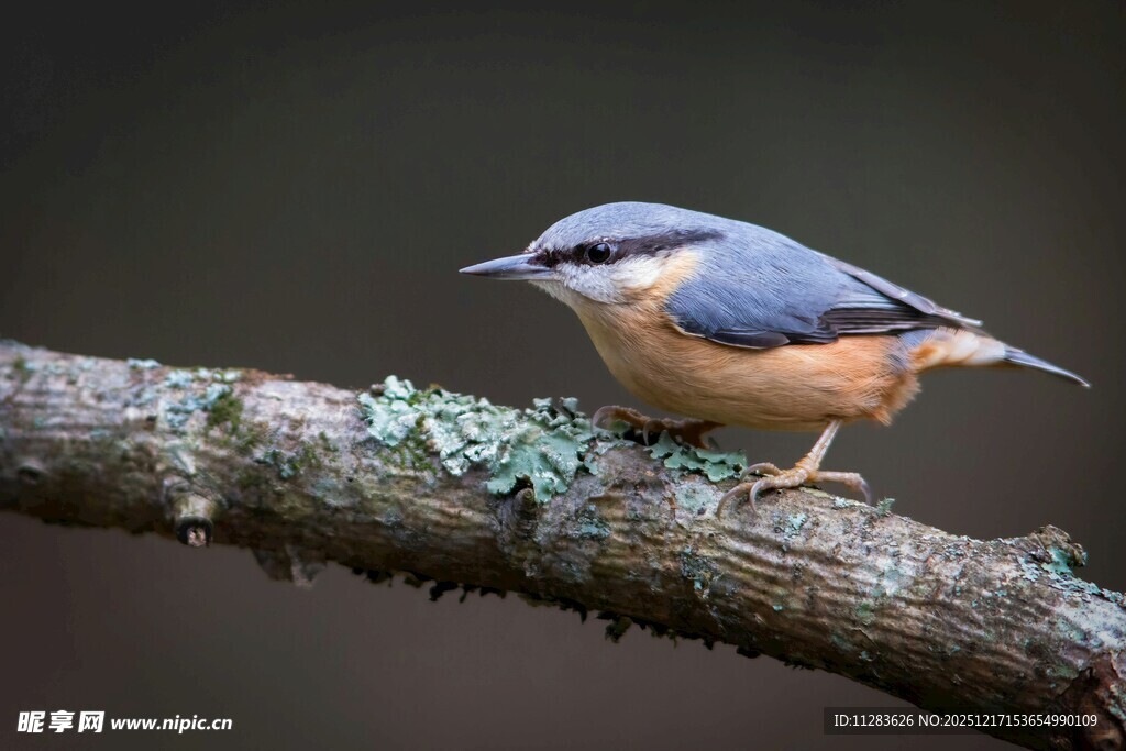 枝头的五彩小鸟