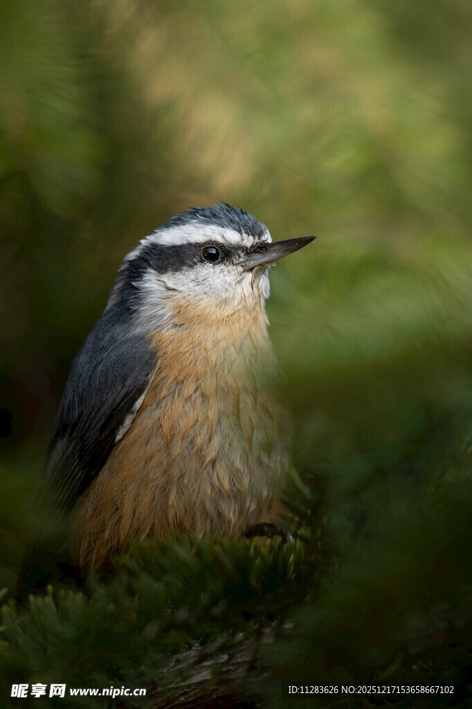林间小鸟叼虫瞬间