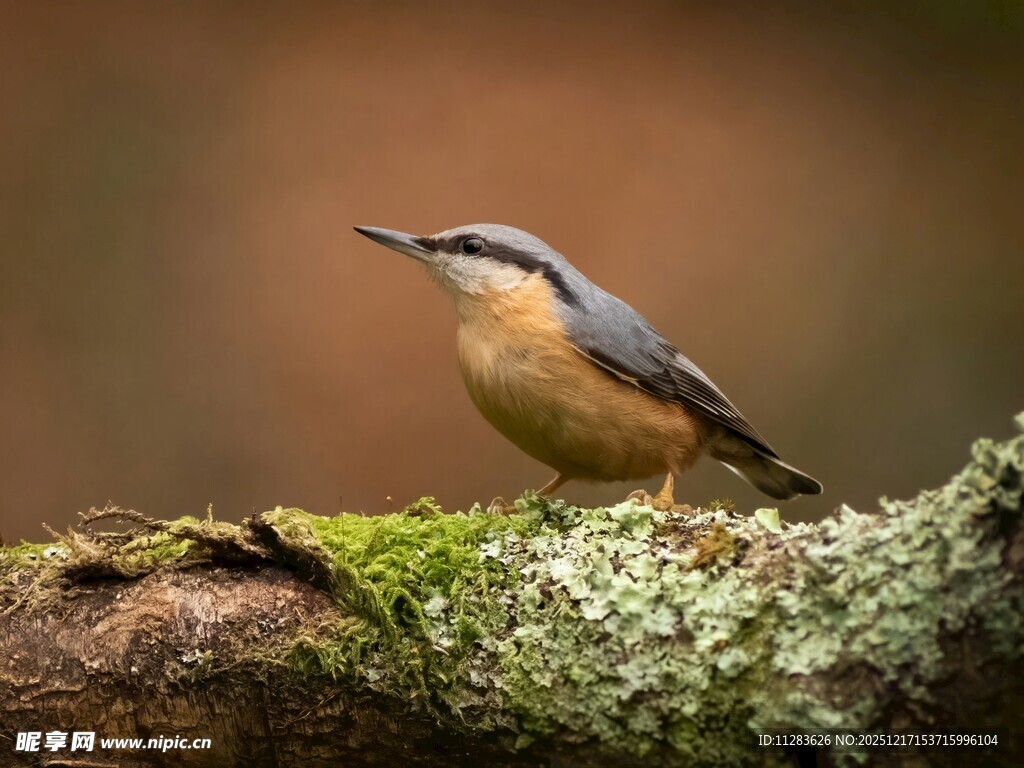 枝头的五彩小鸟