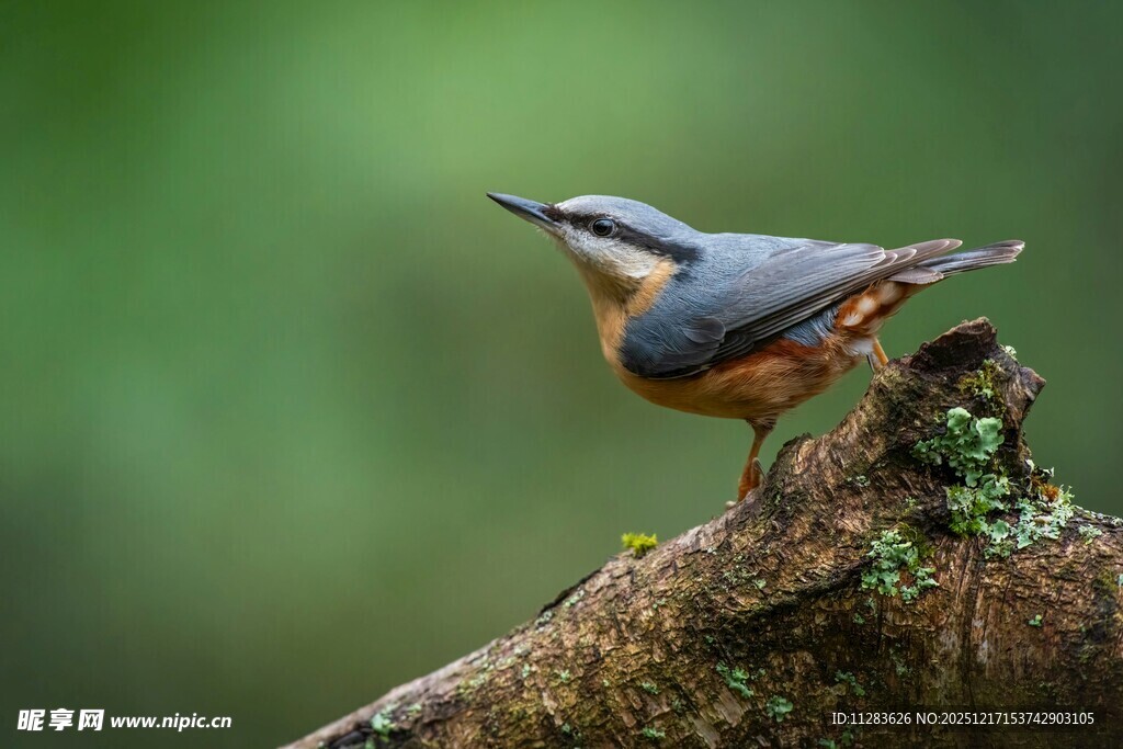 枝头的五彩小鸟