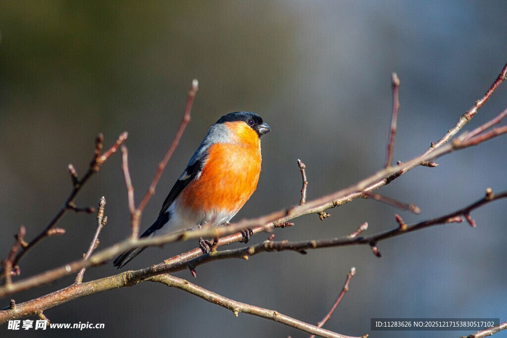 枝头栖息的橙腹小鸟