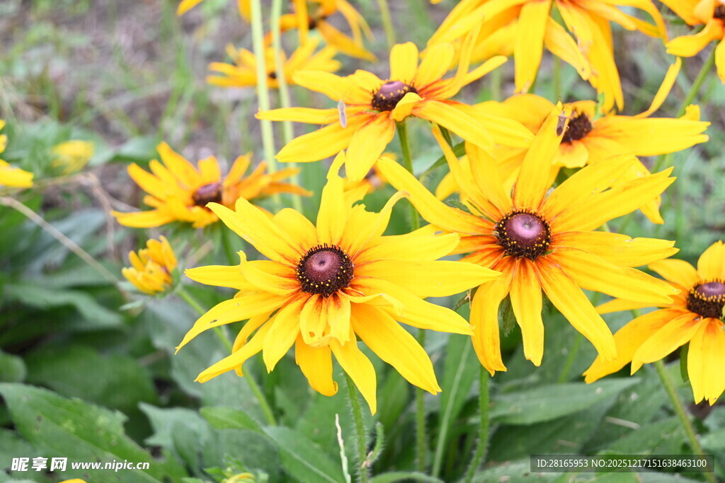 金黄黑心菊绽放