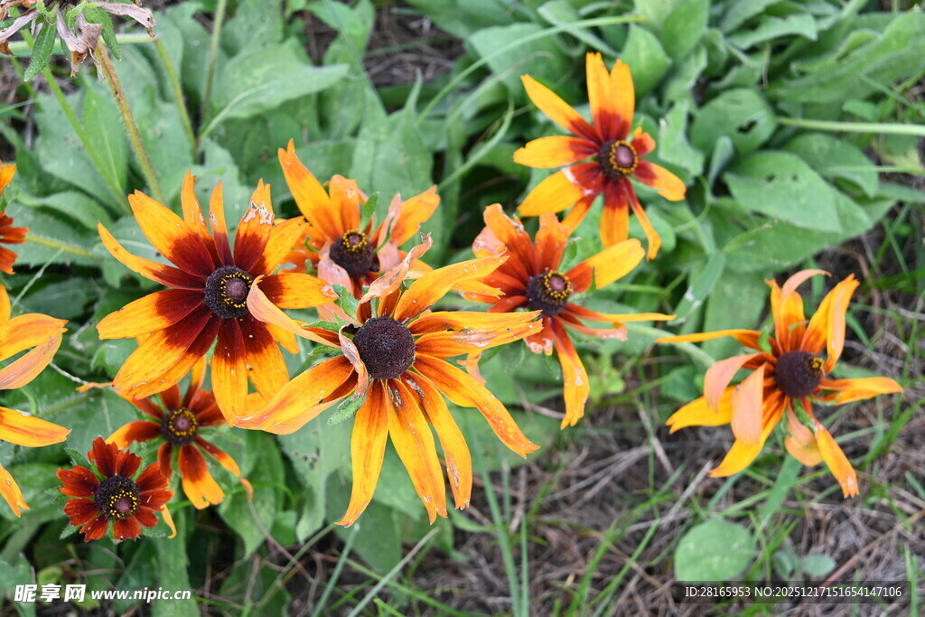 鲜艳黑心菊绽放于绿叶间