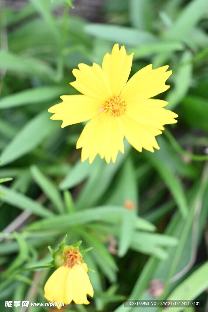 黄色小花绽放于绿叶间