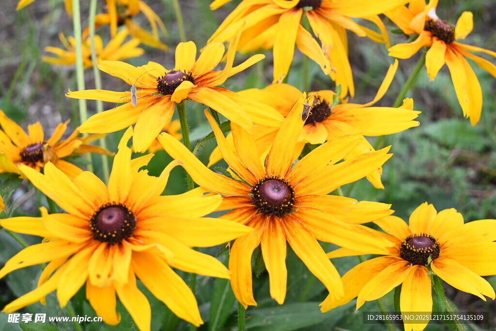 金黄黑心菊绽放