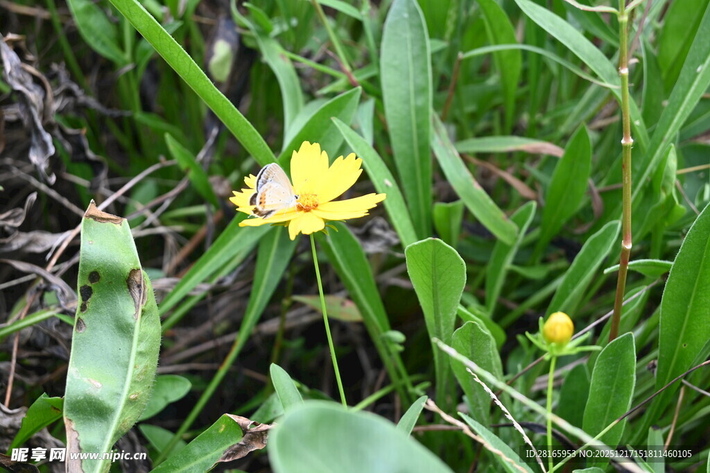 草丛黄色小花 蝴蝶