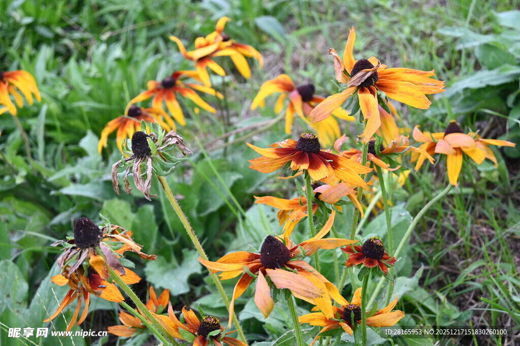 美丽黑心菊绽放花丛中