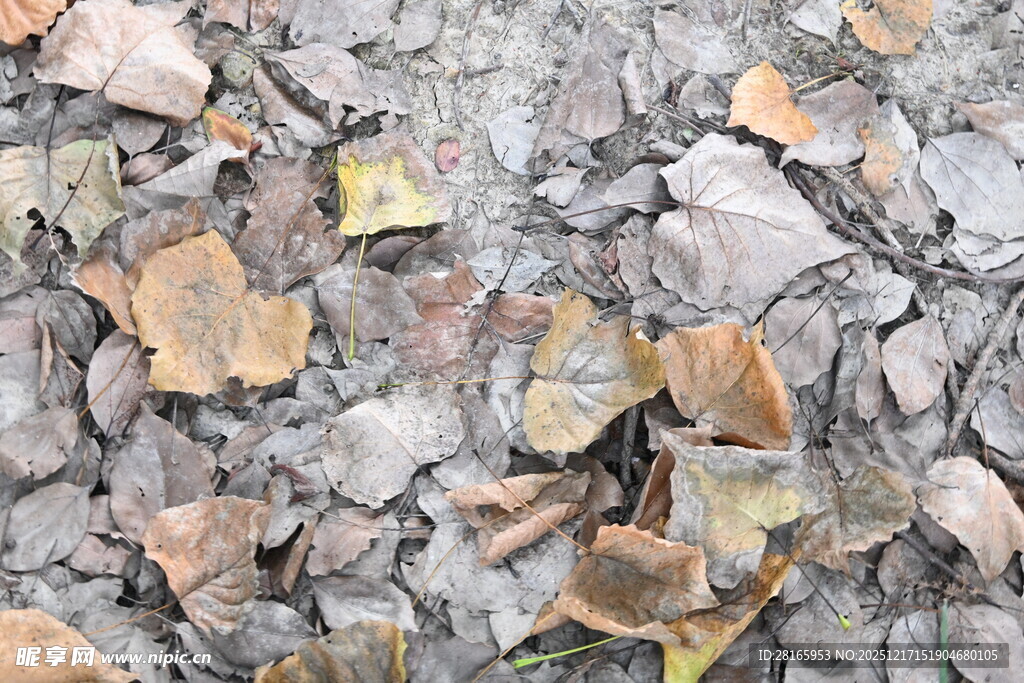 地面上的多彩落叶