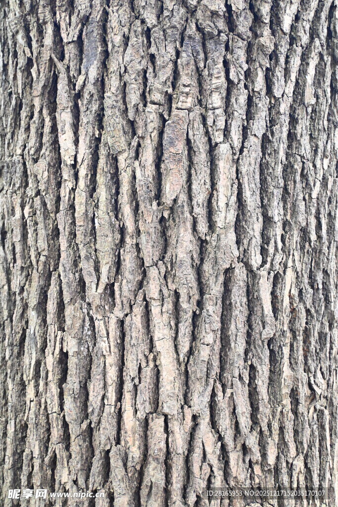 树皮纹理特写
