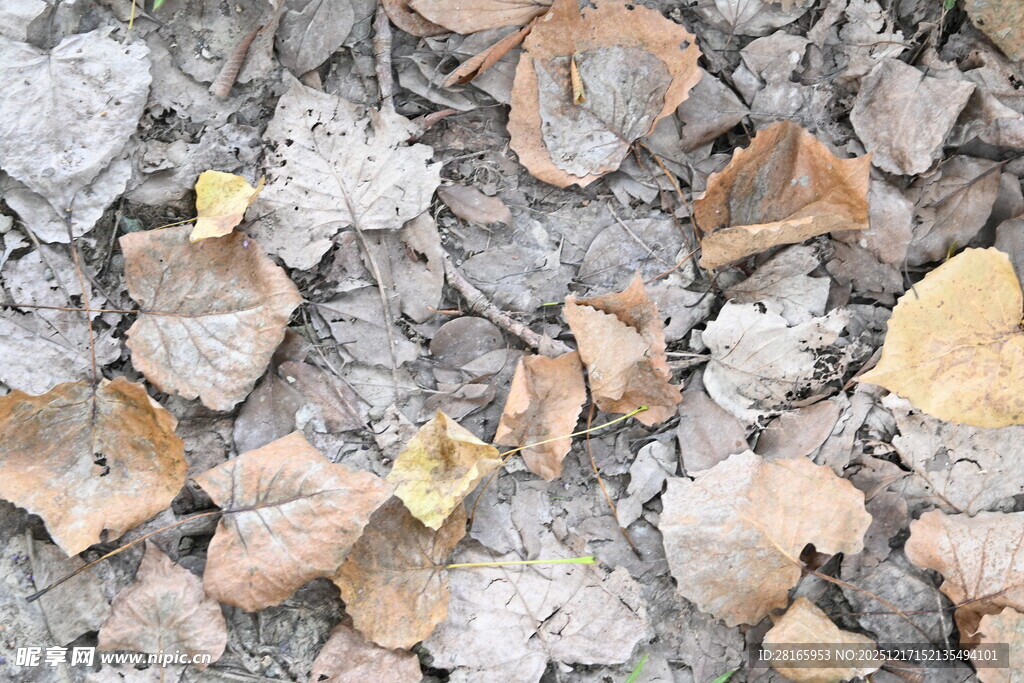 地面散落的枯黄落叶