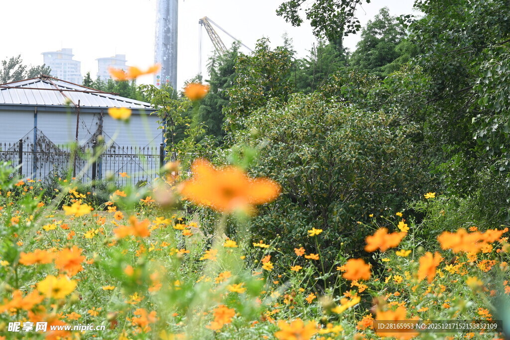 烂漫黄花盛开的自然景致