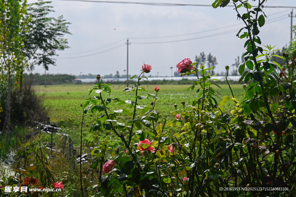 田园花卉景观