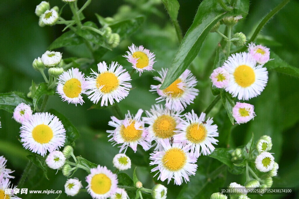 清新小白菊绽放绿意间