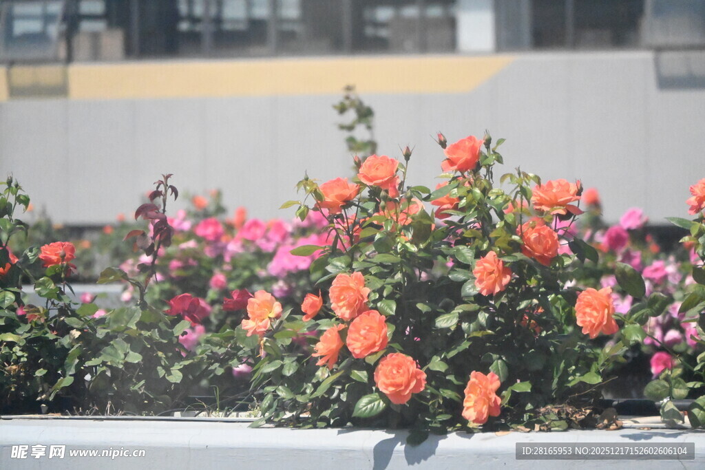 多彩花卉装点城市角落