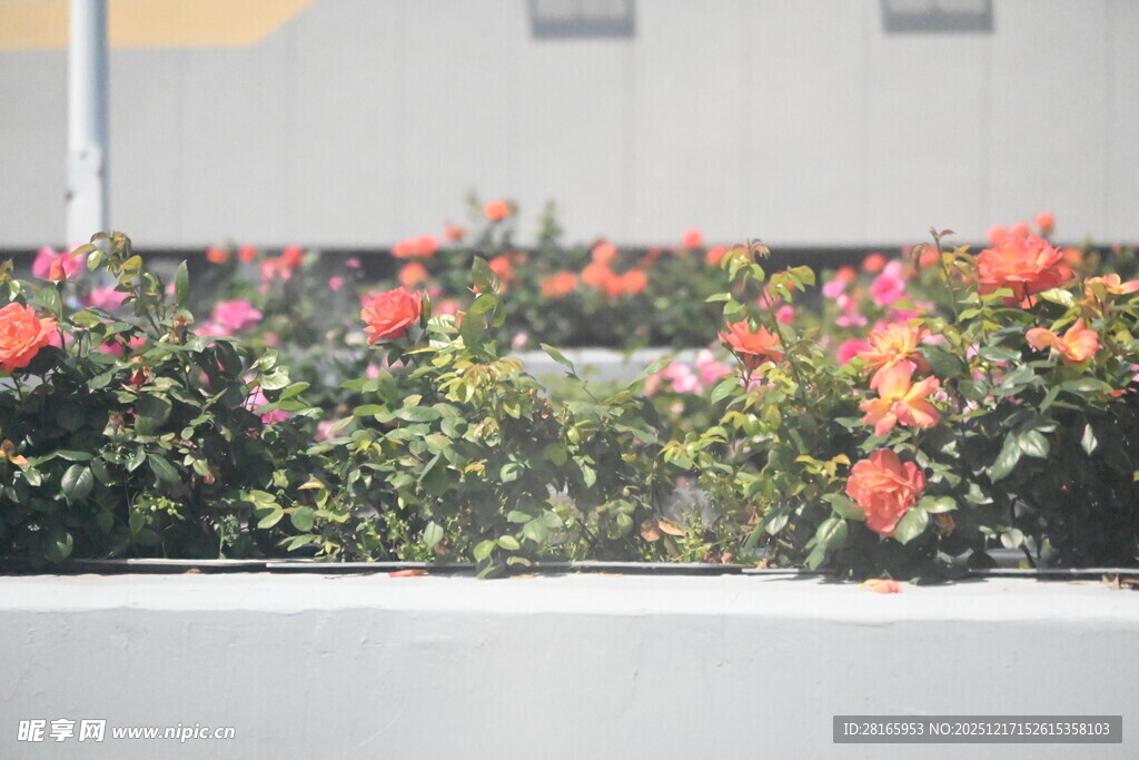 鲜艳花卉装点城市景观