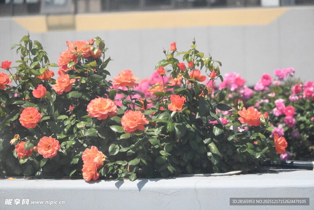 多彩花卉装点城市景观