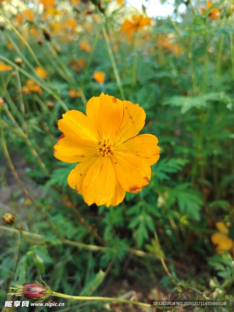 灿烂黄色花朵